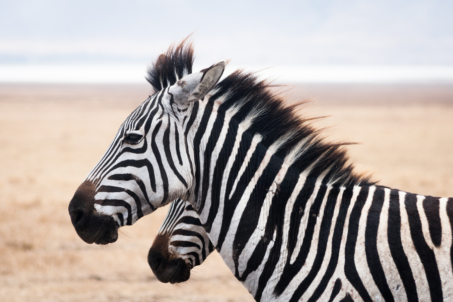 Safari