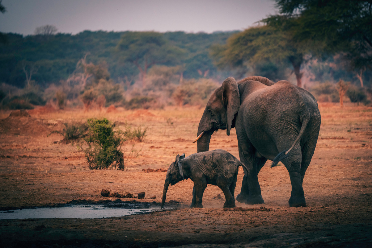 Elefant mit Baby verlässt Wasserloch, Senyati Safari Camp, Botswana